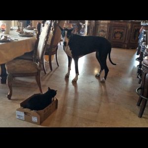 Great Dane Talks To Cat And Carries Box To Her Bed (VIDEO)