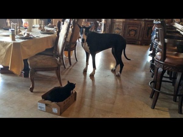 Great Dane Talks To Cat And Carries Box To Her Bed