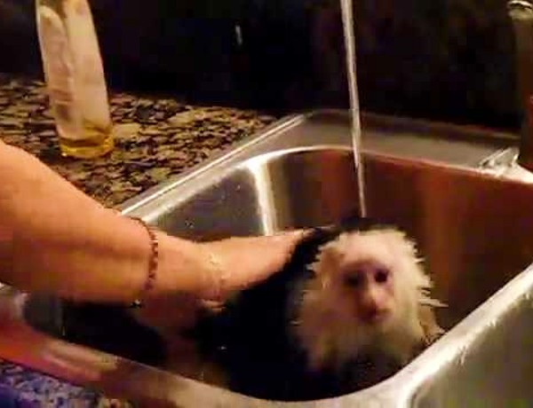 Cute Monkey Showers Just Like Us