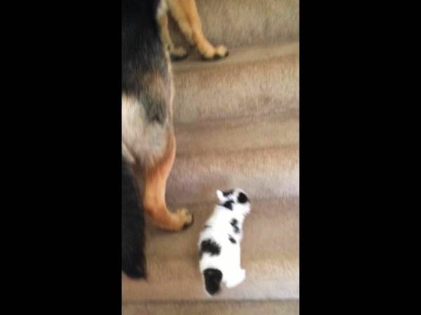 German Shepherd Taking Care of Kitten