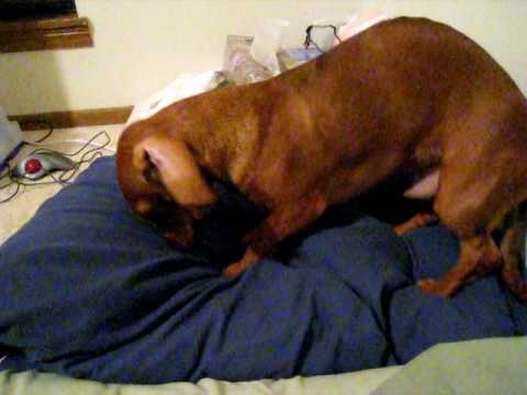 Cute Dachshund Makes His Bed
