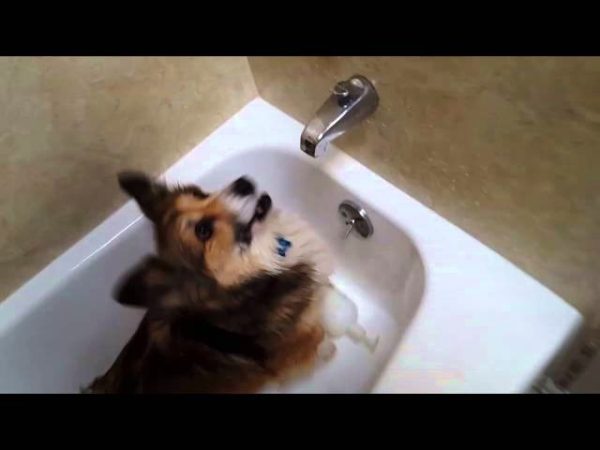 Funny Corgi Goes Crazy Over Showers