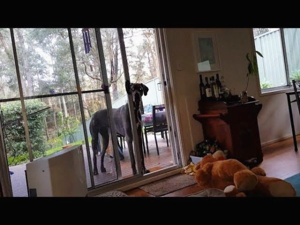 Great Dane knows exactly what to do when it’s bathtime