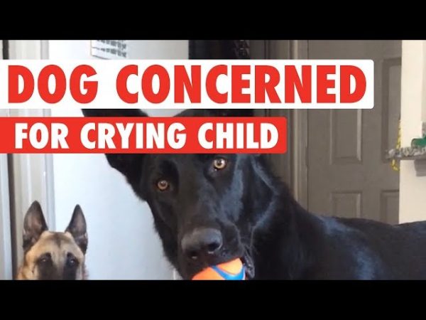 VIDEO: German Shepherd Has Hilarious Reaction To Crying Child