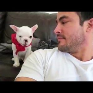 French Bulldog Puppy Can't Take A Compliment (VIDEO)